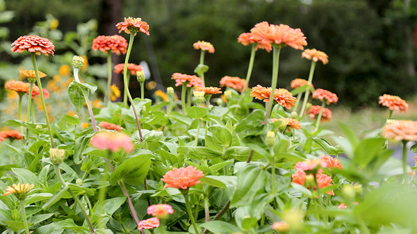 Growing A Bouquet Garden