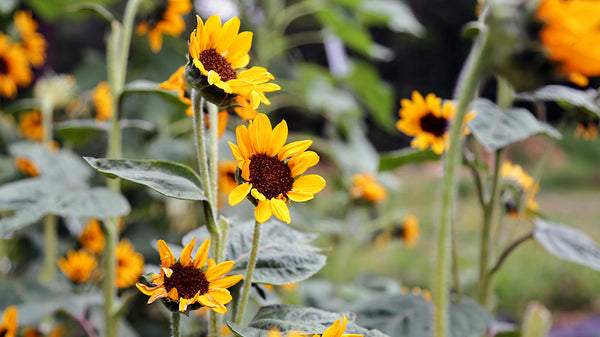 Growing A Bouquet Garden