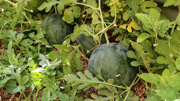 Vego Garden | Watermelon Harvest