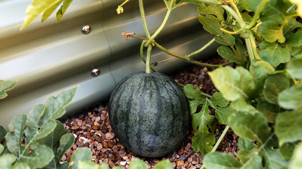 Vego Garden | Sugar Baby Watermelon