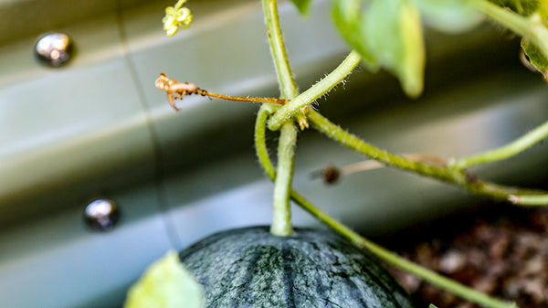 Vego Garden | Watermelon Tendril Test