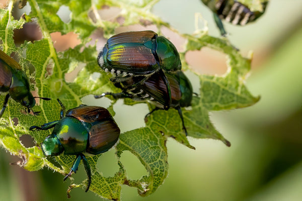 Japanese beetles are garden pests | Vego Garden