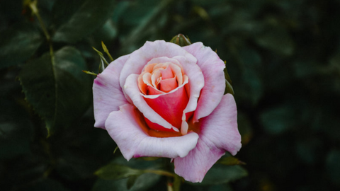 Unique Varieties of Roses to Grow | Vego Garden