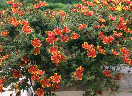 Lantana is a popular cascading plant for gardeners | Veg Garden