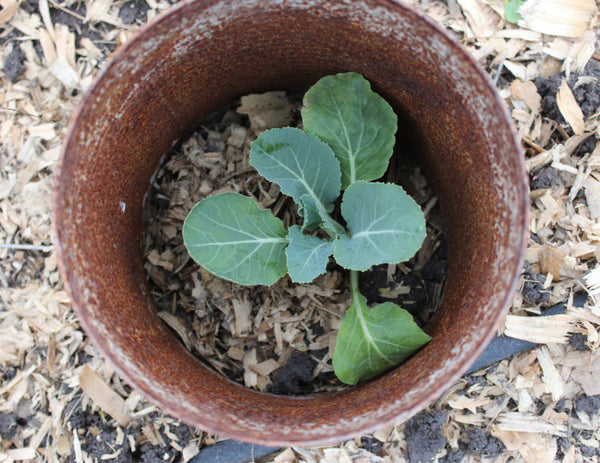 Late January in the Texas Garden | Vego Garden