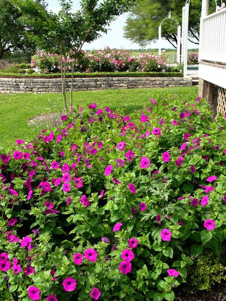 Laura Bush petunias | Vego Garden