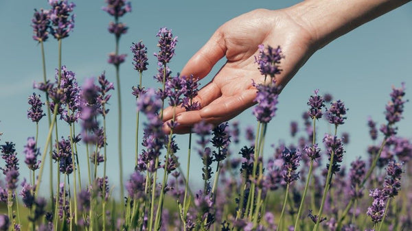 As an edible, lavender should be used in small amounts | Vego Garden