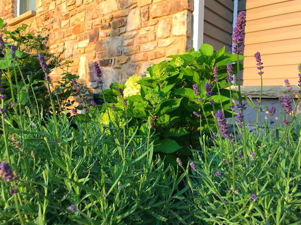 Indoor Gardening Lavender | Vego Garden