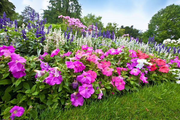 Layers of perennials showcase a gorgeous spring garden bed | Vego Garden