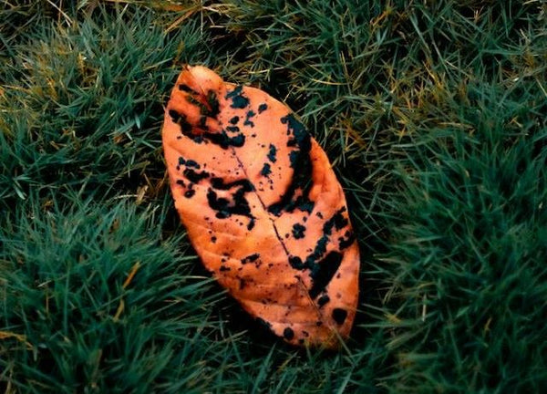 Causes of leaf spots and how to fix it | Vego Garden