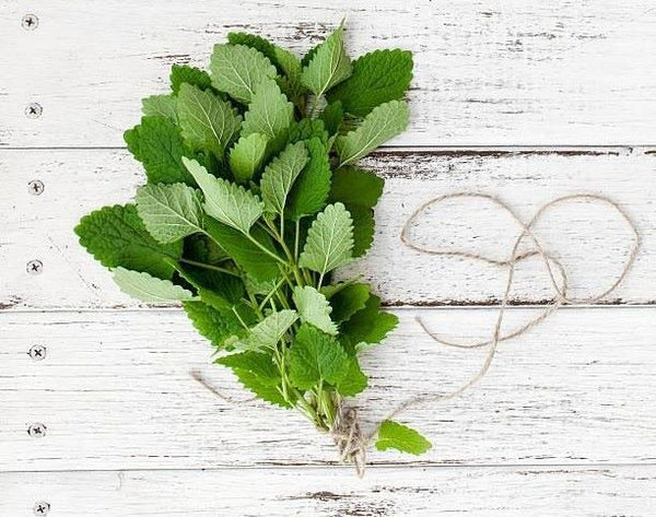 Lemon balm is a great addition to a medicinal garden | Vego Garden