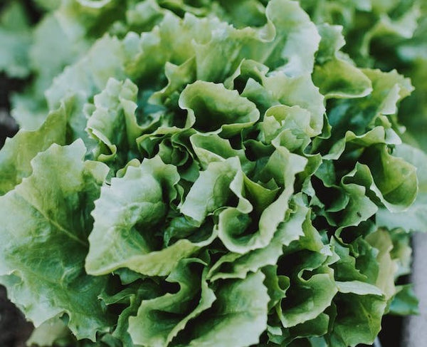 How to grow lettuce year-round | Vego Garden