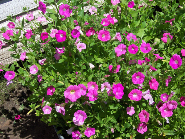 Petunias | Vego Garden