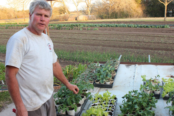 Tomato tips from a commercial grower