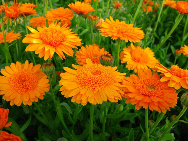 Marigolds enhance salads, rice dishes and soup | Vego Garden