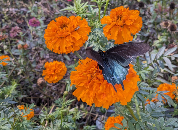 Marigolds with butterfly | Vego Garden