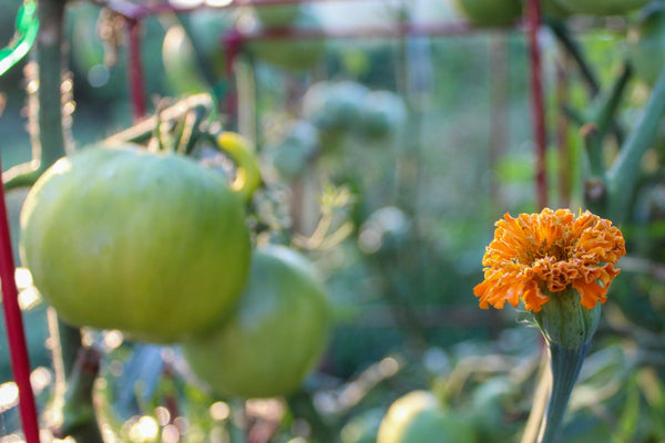 Benefits of companion gardening include planting marigolds and tomatoes | Vego Garden