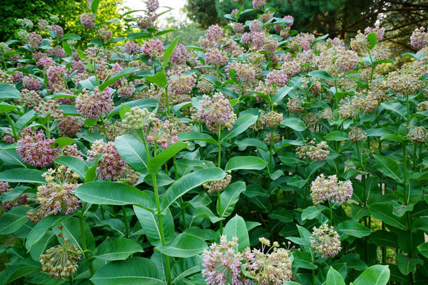 Milkweed attracts butterflies to your garden | Vego Garden