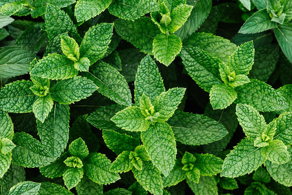 Mint for foliage and shelter for beneficial insects | Vego Garden