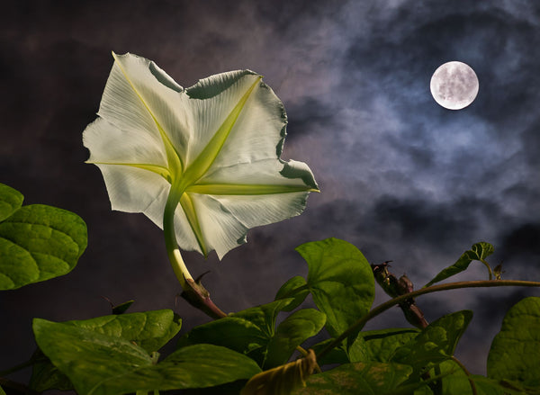 Night Garden Moon Flower | Vego Garden