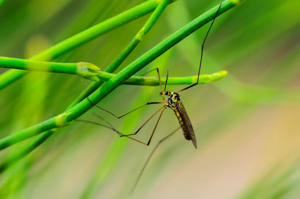 Mosquito Hawk | Vego Garden