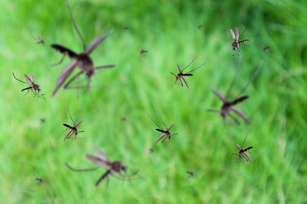 Mosquitoes can be involved in the garden ecosystem | Vego Garden