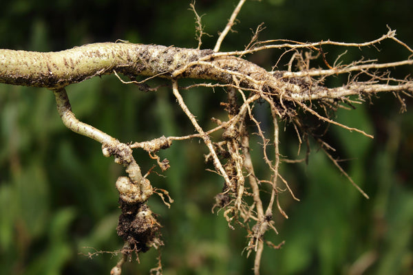 Nematode root knot | Vego Garden