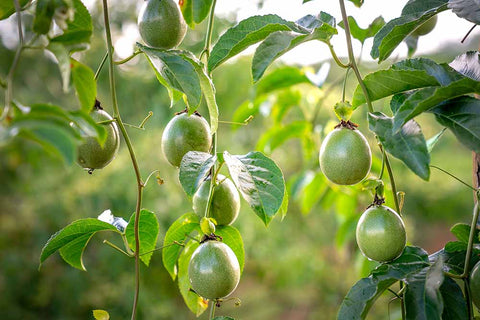 9 Best Climbing Fruits To Grow On A Trellis – Vego Garden