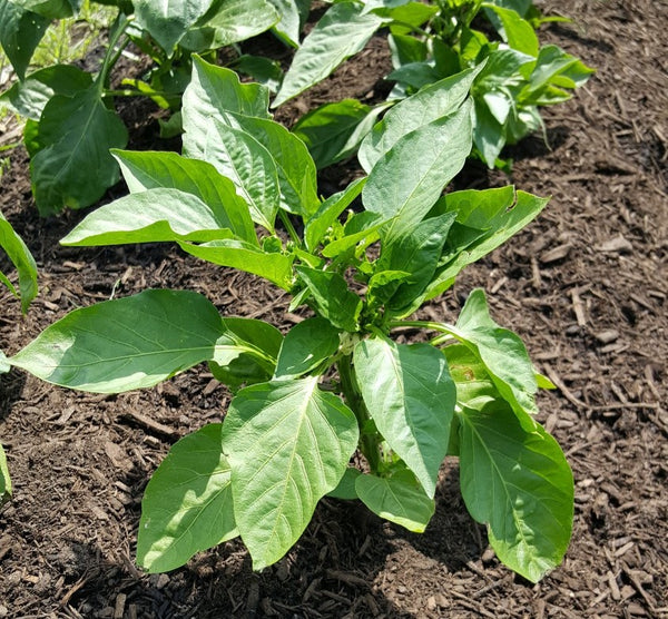 Pepper plant | Vego Garden
