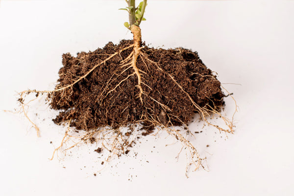 Plant roots | Vego Garden