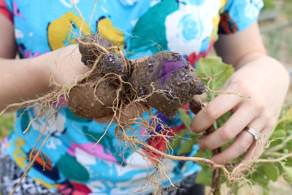 A garderener shows her freshly harvested potatoes | Vego Gardener