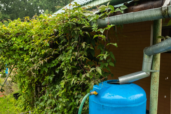 Collect rainwater for your garden |Vego Garden