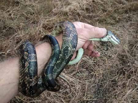 This rat snake, also known as a chicken snake, was caught in a nest | Vego Garden