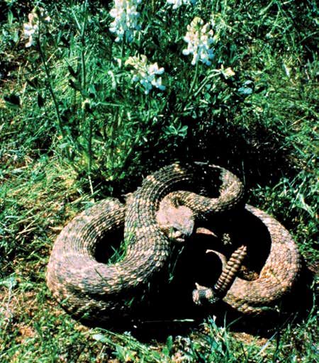 Rattlesnakes are one of four venomous snakes in Texas | Vego Garden