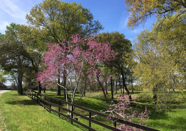 Redbud tree in bloom