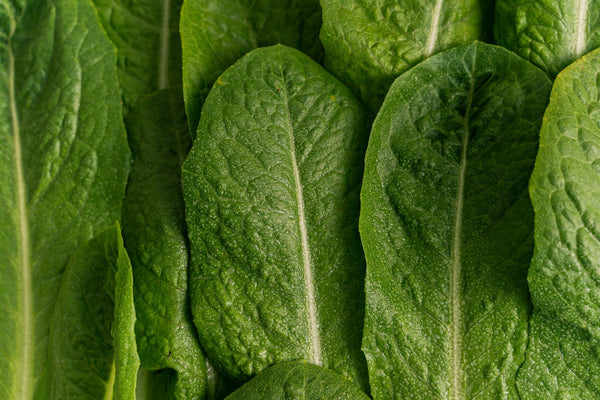 Romaine lettuce from the garden | Vego Garden