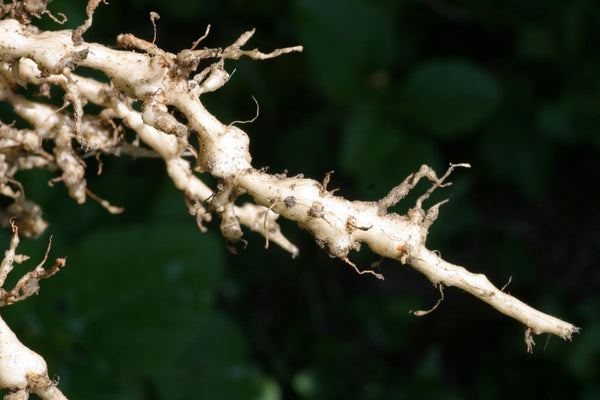 Root Knot Nematode Damage | Vego Garden