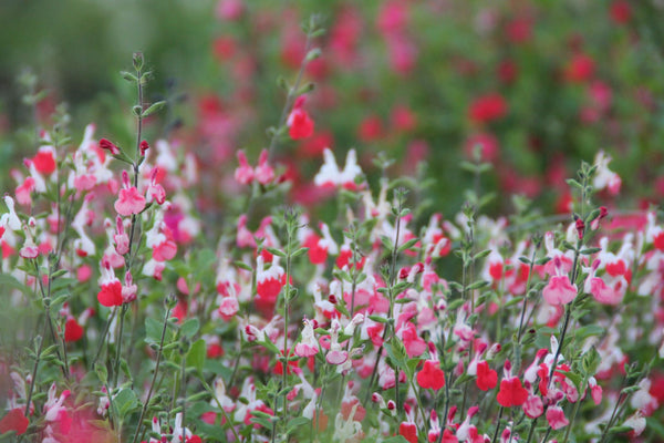 Salvia greggii "Hot Lips" | Vego Garden