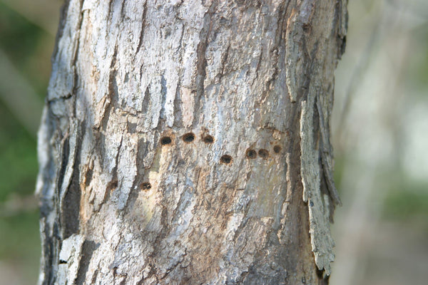 Sapsucker holes on Lacy Oak | Vego Garden