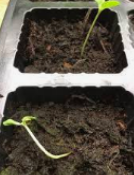 Dampened seedling | Vego Garden