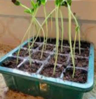 Leggy seedlings | Vego Garden