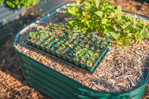 Transplanting seedlings safely and securely | Vego Garden