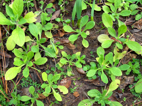 Petunia seedlings | Vego Garden