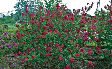 Crape myrtle semi-dwarf Tonto