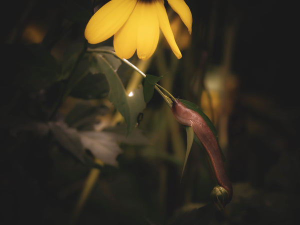 Slug in the garden at night | Vego Garden