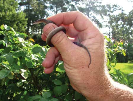 Texas Brown Snake | Vego Garden