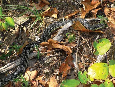 The Texas Kingsnake is a beneficial non-venomous snake | Vego Garden