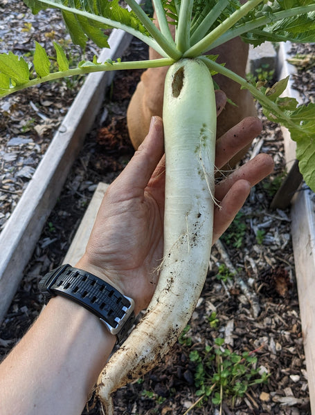 Radish grow in clay soil | Vego Garden