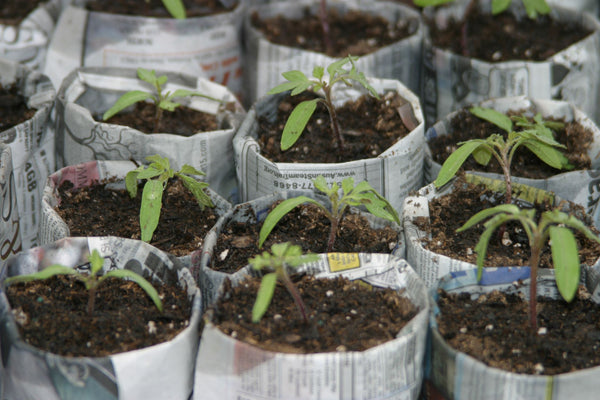 Grow your own transplants | Vego Garden