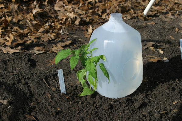 Tomato plant with water for spring growth | Vego Garden